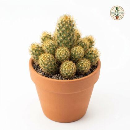 Lady_Finger_Cactus_nursery_photo…_202609071237