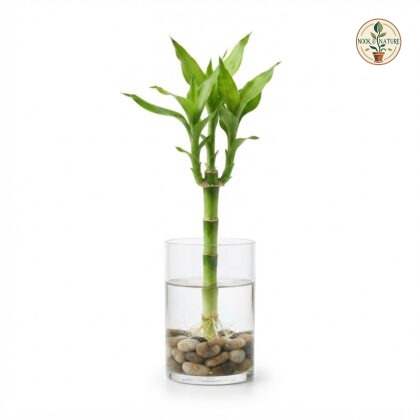 Lucky_bamboo_water_plant_202609071237