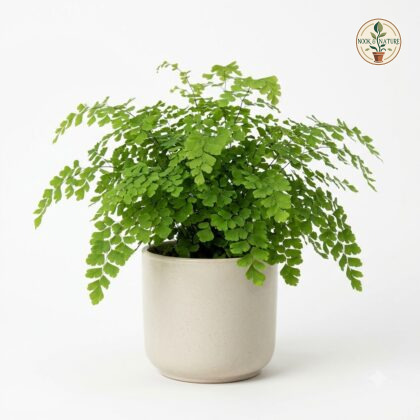 Maidenhair_fern_in_pot_202609071237