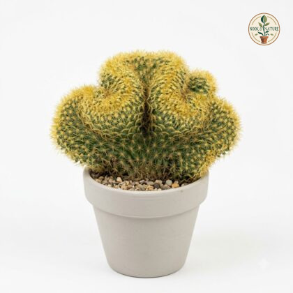 Mammillaria_Elongata_cactus_in_pot_202609071237