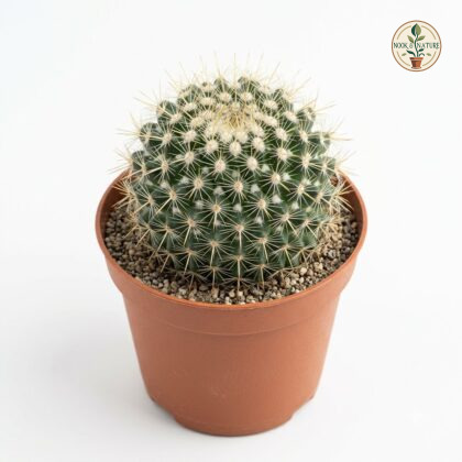 Mammillaria_Voburnensis_cactus_n…_202609071237