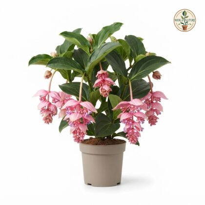Medinilla_Magnifica_plant_in_pot_202609071237