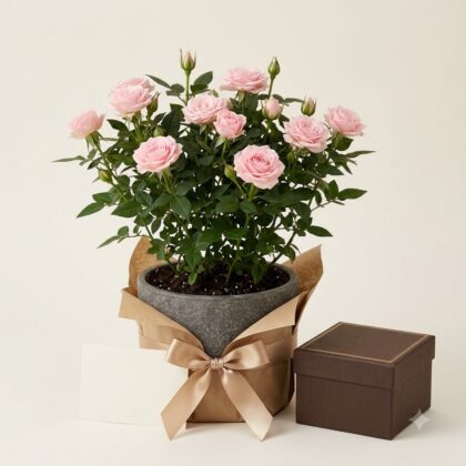 Potted miniature rose with pink blooms in a wrapped planter next to a gift box and blank card.
