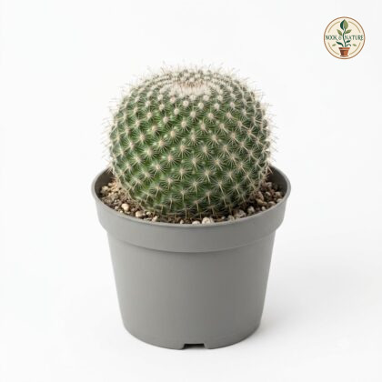 Misthi_Cactus_in_nursery_pot_202609071237