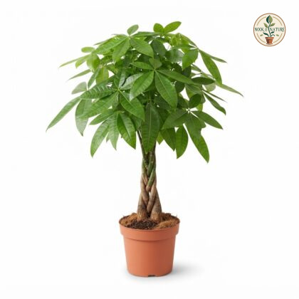 Money_tree_in_nursery_pot_202609071237