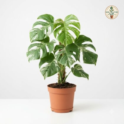 Monstera_Albo_Variegated_in_pot_202609071237_2