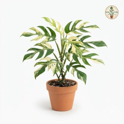 Monstera_Burle_Marx_Flame_plant_202609071237