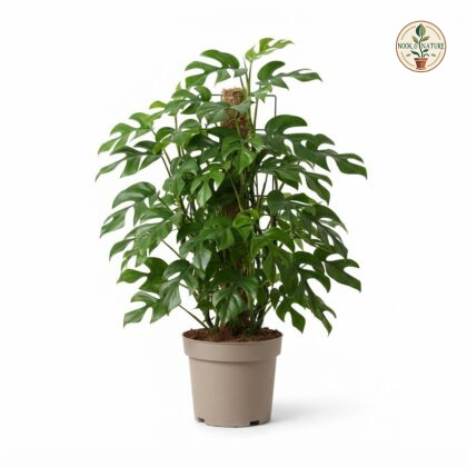 Monstera_Deliciosa_Minima_plant_…_202609071237