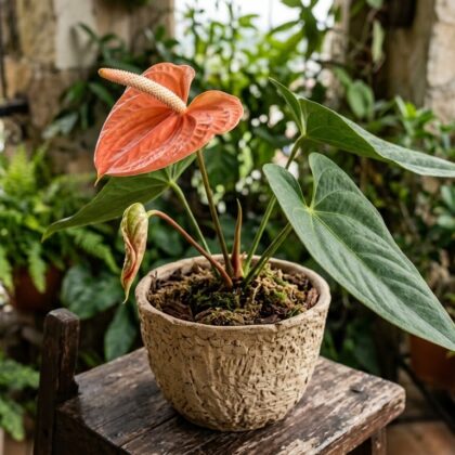 Anthurium acanthospadix