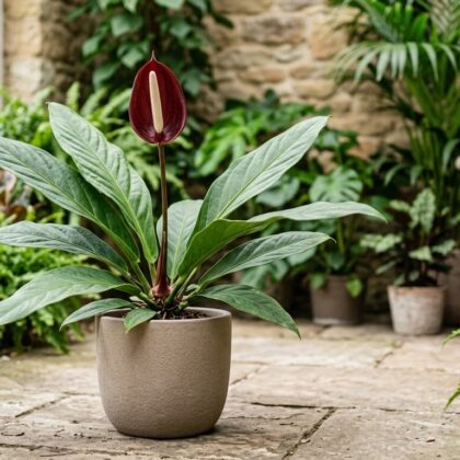 Anthurium acaule
