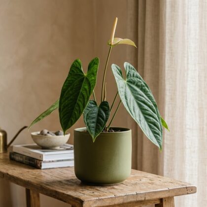 Anthurium achupallense