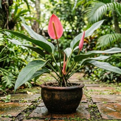 Anthurium aciforme