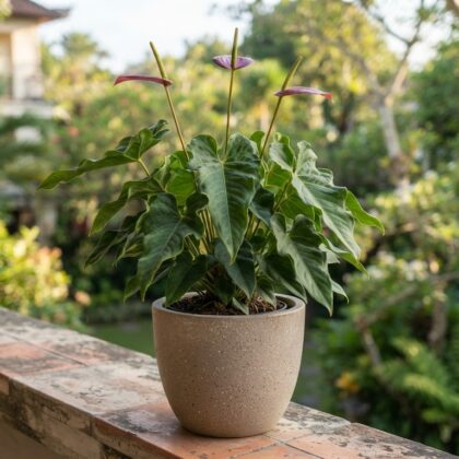 Anthurium aduncum