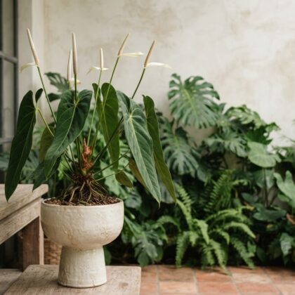 Anthurium albidum