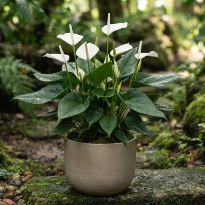 Anthurium albispadix