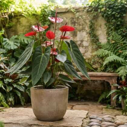 Anthurium andicola