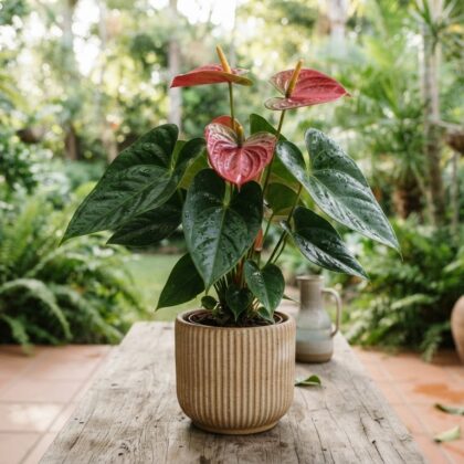 Anthurium andreslovinense