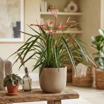 Anthurium angustifolium