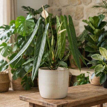 Anthurium apaporanum