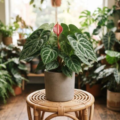 Anthurium argyrophyllum