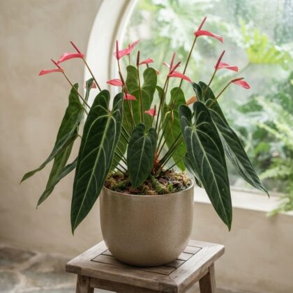 Anthurium aripoense