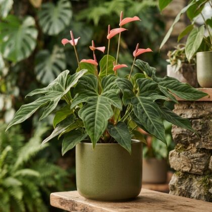 Anthurium aroense