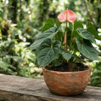 Anthurium arusiense
