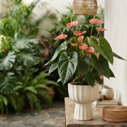 Anthurium atamainii