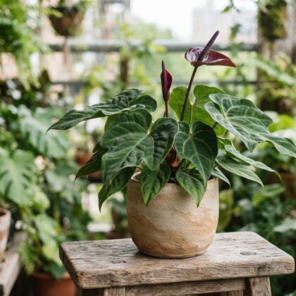 Anthurium atropurpureum