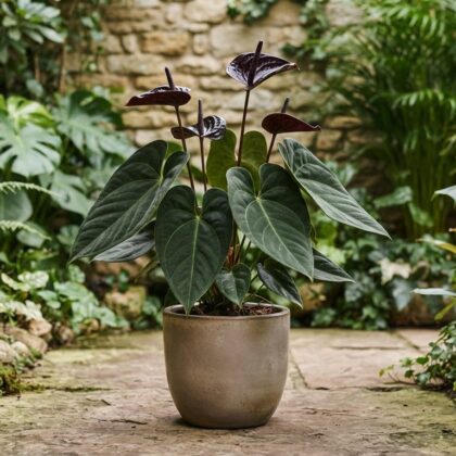 Anthurium atrovinosum