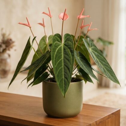 Anthurium augustinum