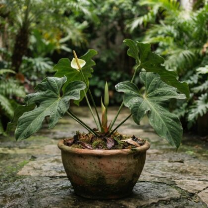 Anthurium auritum