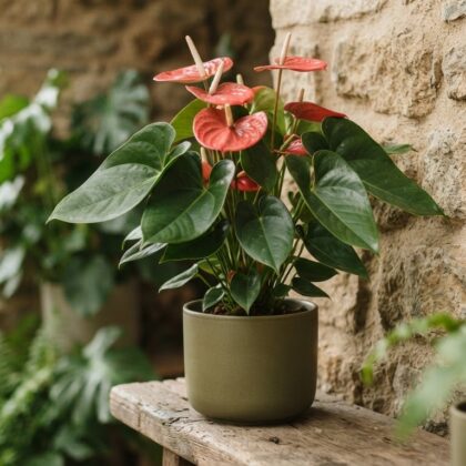 Anthurium banderasense