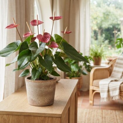 Anthurium barclayanum