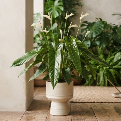 Anthurium barreranum