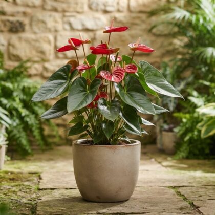Anthurium batistae
