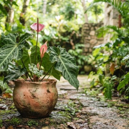 Anthurium bellum