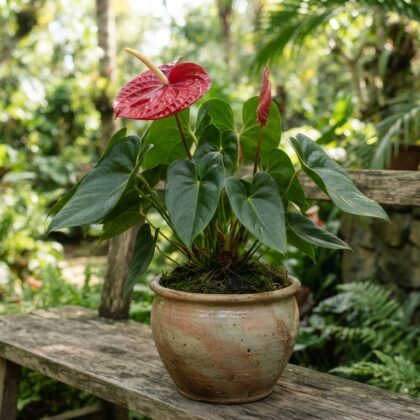Anthurium betsyae