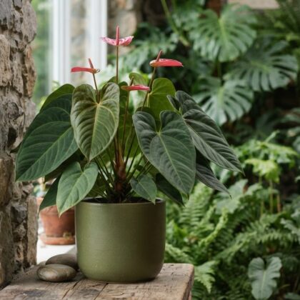 Anthurium bustamanteae