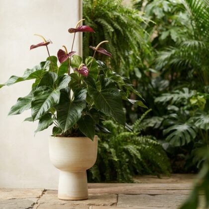 Anthurium cachoeirense