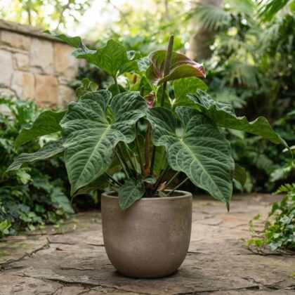 Anthurium callejasii