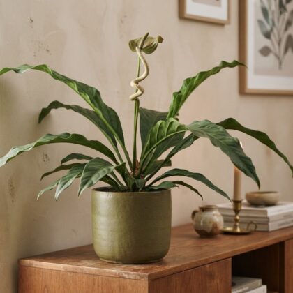 Anthurium campii