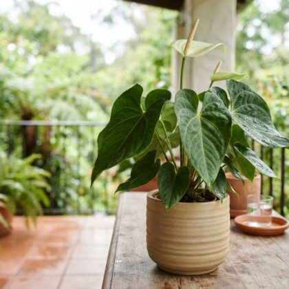 Anthurium camposii