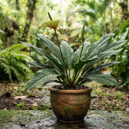 Anthurium canaliculatum