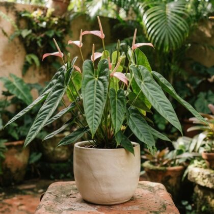 Anthurium caraboboense