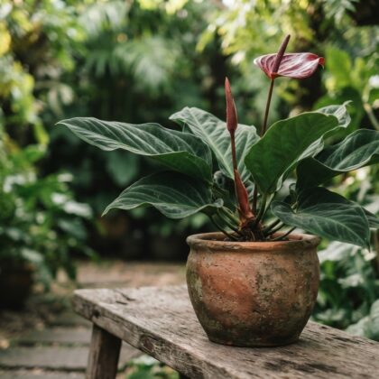 Anthurium carlablackiae