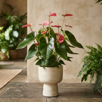 Anthurium carneospadix