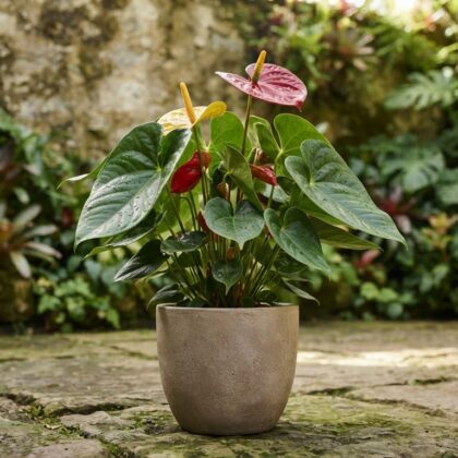 Anthurium cartiense