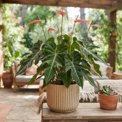 Anthurium castillomontii