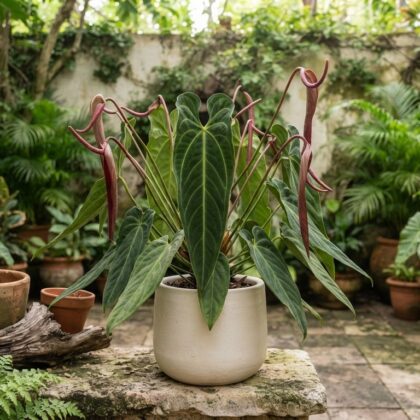 Anthurium ceratiinum
